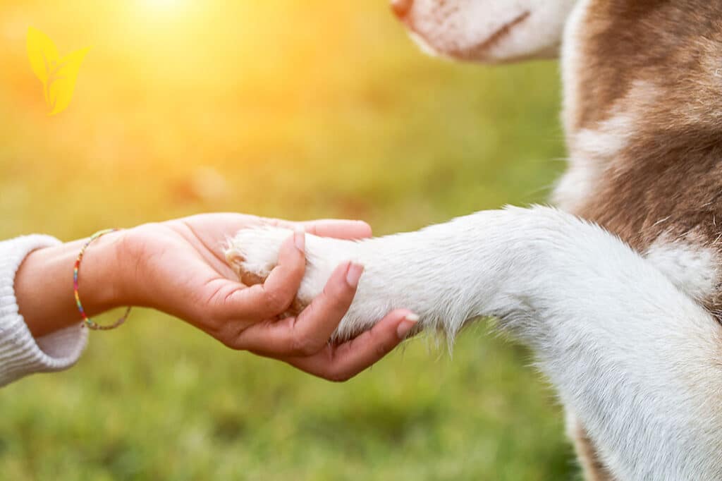 Άρθρο 26 Περισυλλογή, ταφή και αποτέφρωση νεκρών ζώων συντροφιάς